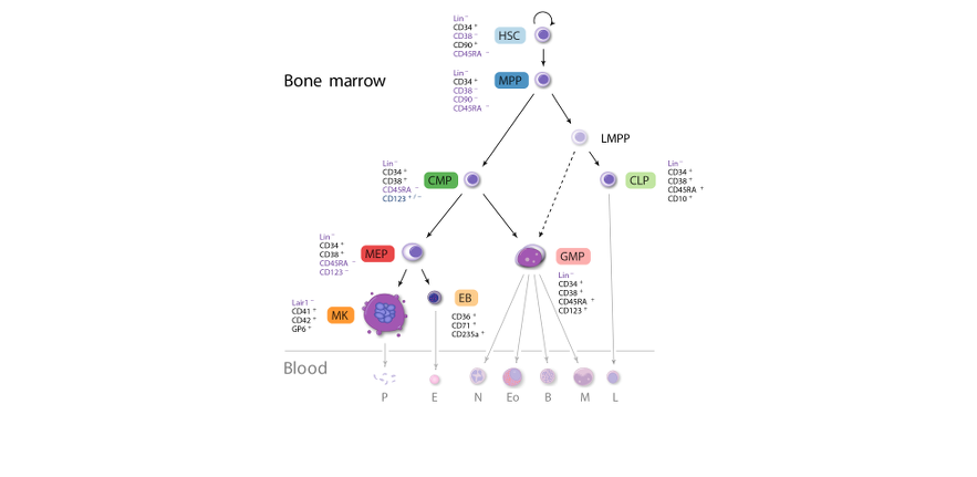 haemtree_scaled_new.png